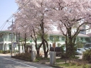 高山市図書館　煥章館の桜
