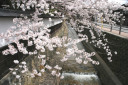 飛騨高山の江名子川から桜の写真を少しだけ見てみませんか