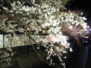 江名子川の桜の写真