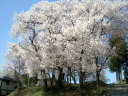 賀茂神社御旅所の桜の写真