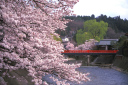 春の桜と中橋