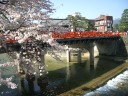 春の桜と中橋