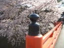 春の桜と中橋のたもと