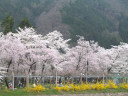 桜の公園の桜の写真