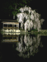 青屋神明神の桜の写真
